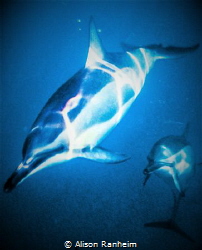 Dolphins, Big Island, Hawaii by Alison Ranheim 